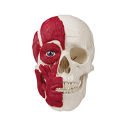Erler-Zimmer Skull with Musculature Model