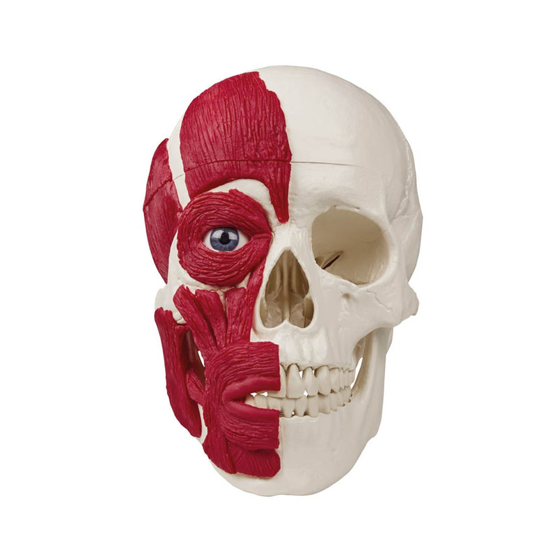 Erler-Zimmer Skull with Musculature Model