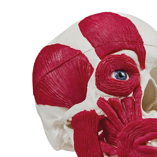 Erler-Zimmer Skull with Musculature Model