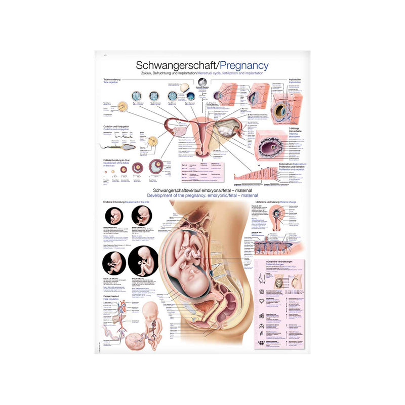 Erler-Zimmer Pregnancy Anatomical Wall Chart 70x100 cm