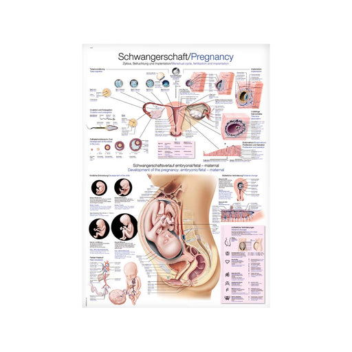 Erler-Zimmer Pregnancy Anatomical Wall Chart 70x100 cm