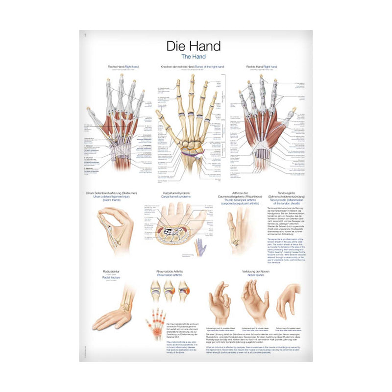 Erler-Zimmer Hand Wall Chart
