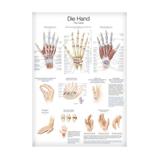 Erler-Zimmer Hand Wall Chart