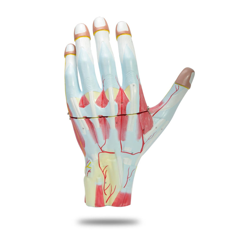 HeineScientific Three-Part Hand Model with High Magnification