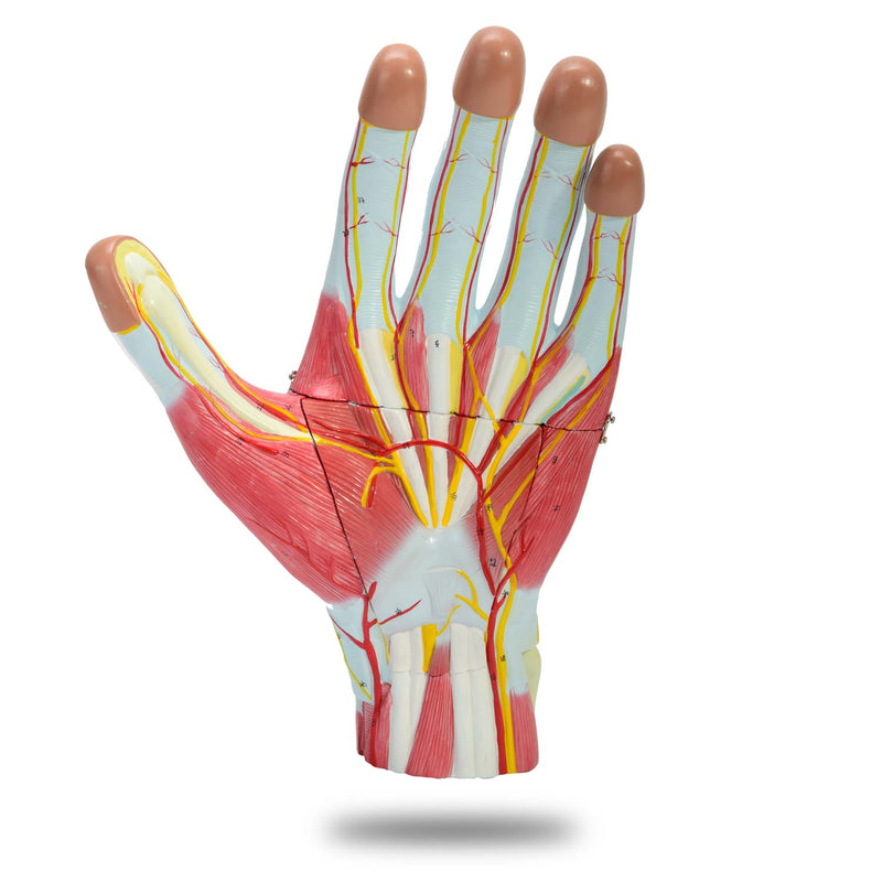 HeineScientific Three-Part Hand Model with High Magnification