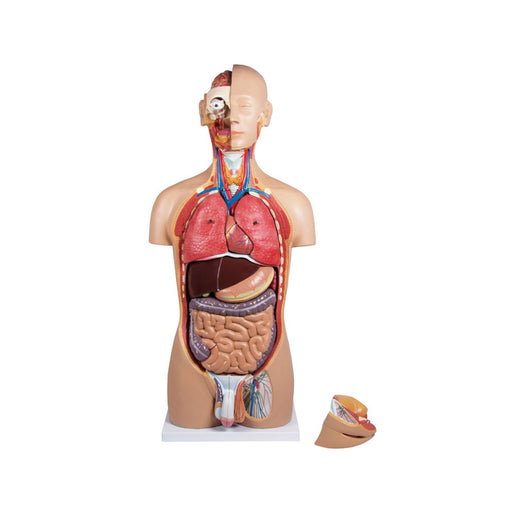 Erler-Zimmer B235 Life-Size Bisexual Torso with Open Back
