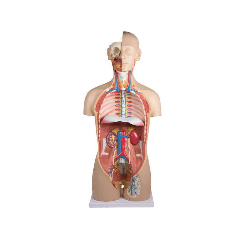 Erler-Zimmer B235 Life-Size Bisexual Torso with Open Back