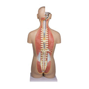 Erler-Zimmer B235 Life-Size Bisexual Torso with Open Back