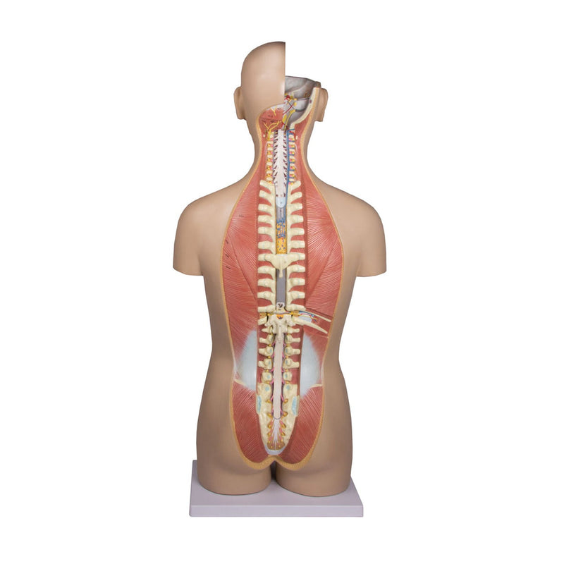 Erler-Zimmer B235 Life-Size Bisexual Torso with Open Back