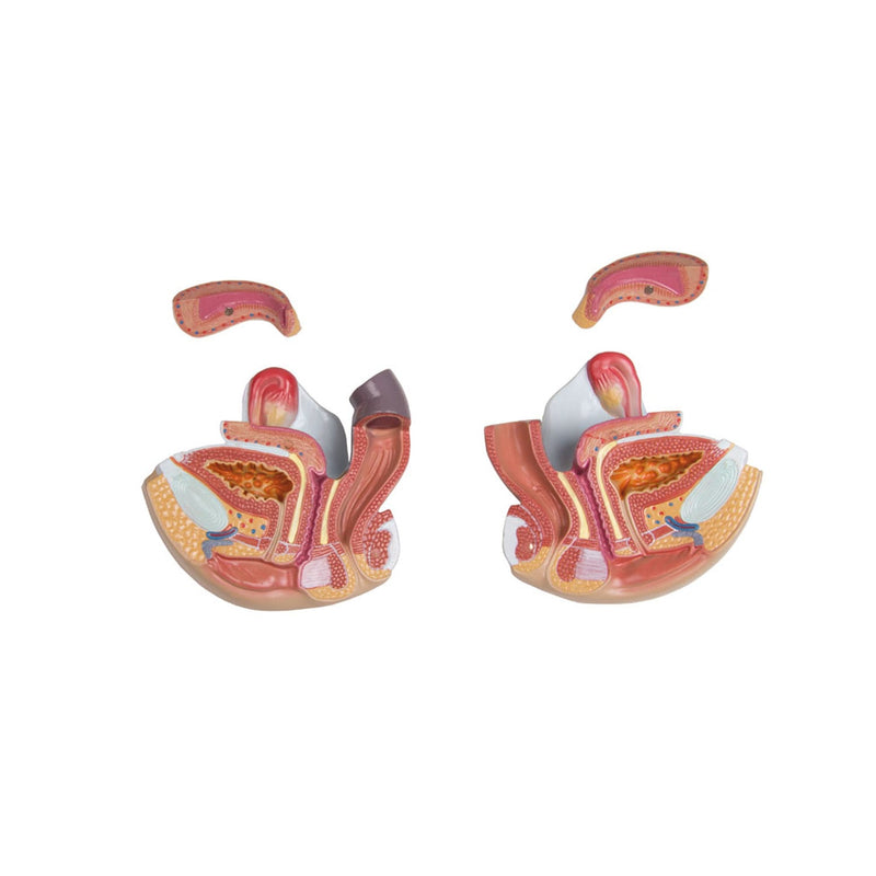 Erler-Zimmer B235 Life-Size Bisexual Torso with Open Back