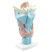 HeineScientific 3-Piece Larynx Model Anatomical Overview