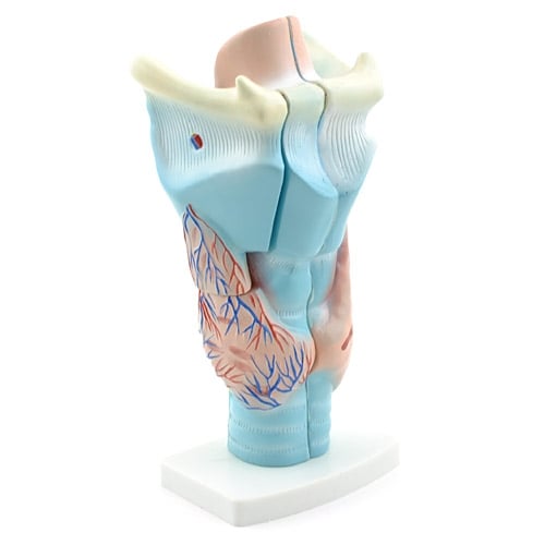HeineScientific 3-Piece Larynx Model Anatomical Overview