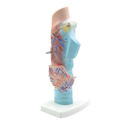 HeineScientific 3-Piece Larynx Model Anatomical Overview