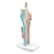 HeineScientific 3-Piece Larynx Model Anatomical Overview