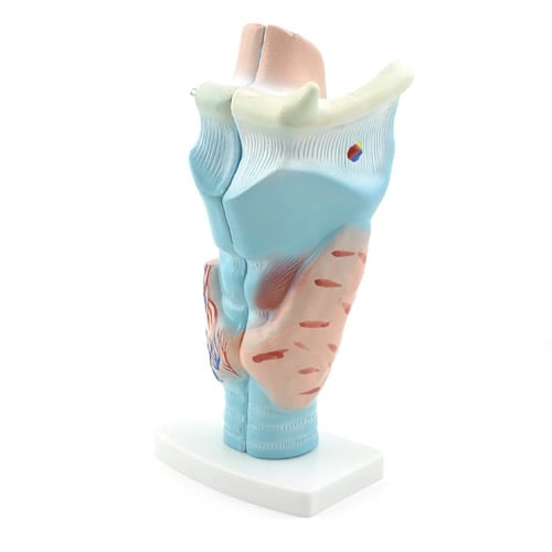 HeineScientific 3-Piece Larynx Model Anatomical Overview