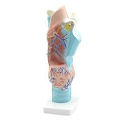 HeineScientific 3-Piece Larynx Model Anatomical Overview
