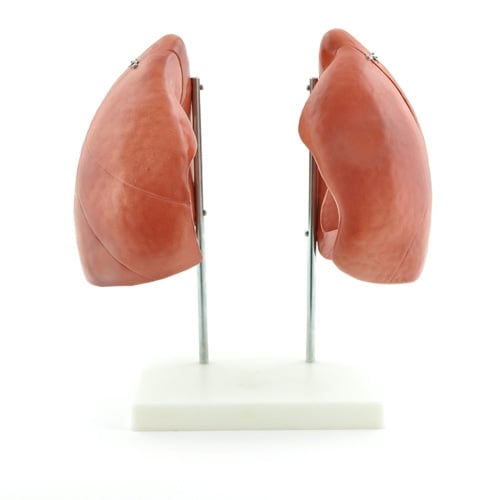 HeineScientific Lung Model with Dismountable Parts
