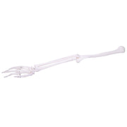 HeineScientific Arm Skeleton Anatomical Model