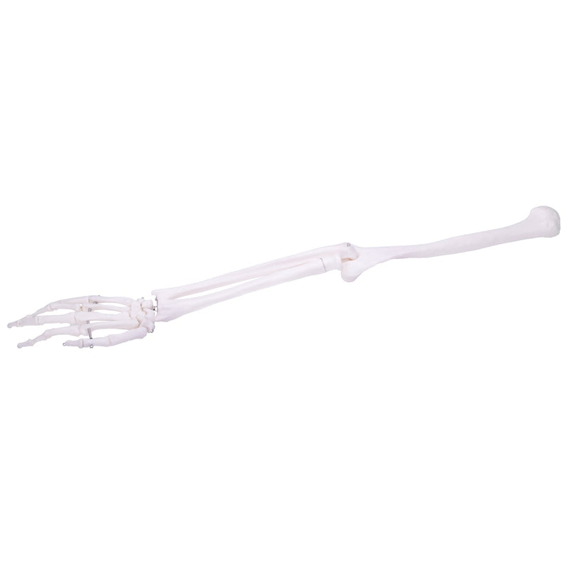 HeineScientific Arm Skeleton Anatomical Model