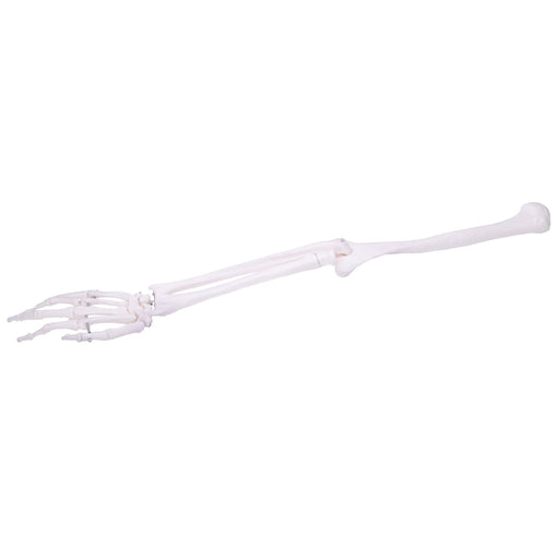 HeineScientific Arm Skeleton Anatomical Model