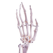 HeineScientific Arm Skeleton Anatomical Model