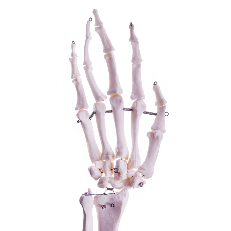 HeineScientific Arm Skeleton Anatomical Model