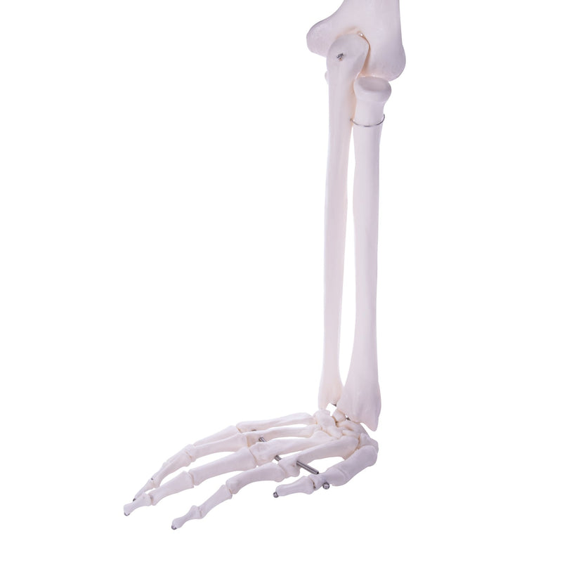 HeineScientific Arm Skeleton Anatomical Model