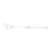 HeineScientific Arm Skeleton Anatomical Model