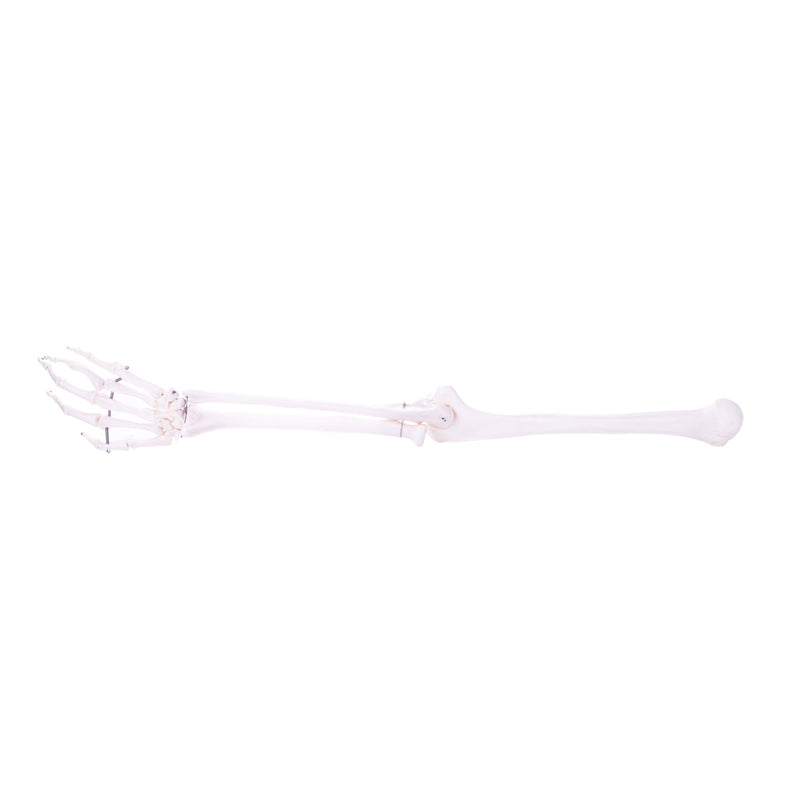HeineScientific Arm Skeleton Anatomical Model