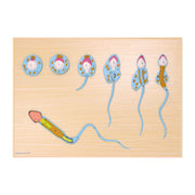 HeineScientific Spermatogenesis Model Teaching Tool