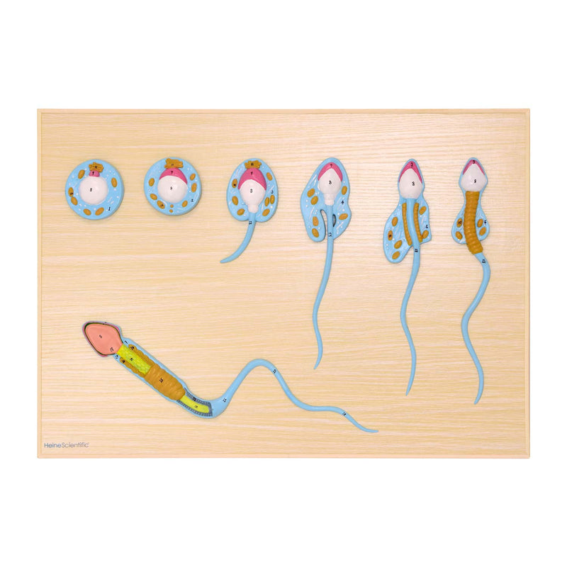 HeineScientific Spermatogenesis Model Teaching Tool