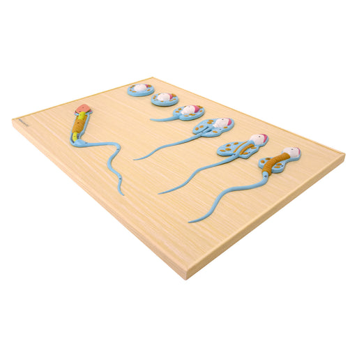 HeineScientific Spermatogenesis Model Teaching Tool