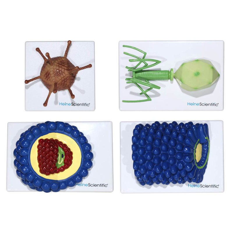 HeineScientific Virus Models Set