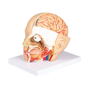 Erler-Zimmer C250 Life-Size Head Model with Augmented Reality