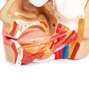 Erler-Zimmer C250 Life-Size Head Model with Augmented Reality