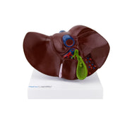 HeineScientific Liver and Gall Bladder Anatomical Model