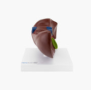 HeineScientific Liver and Gall Bladder Anatomical Model