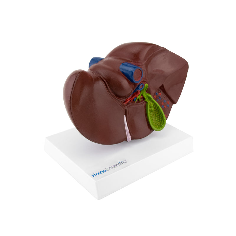 HeineScientific Liver and Gall Bladder Anatomical Model