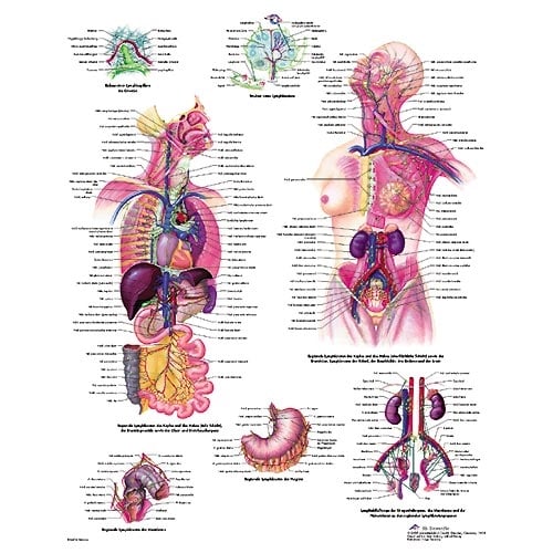 3B Scientific Lymphatic System Wall Chart 50x67cm