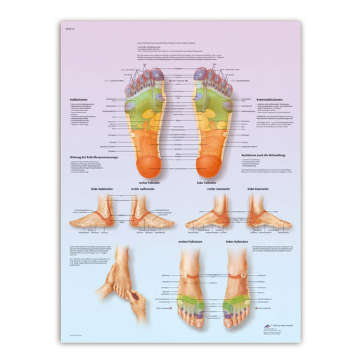 3B Scientific Reflexive Foot Massage Wall Chart