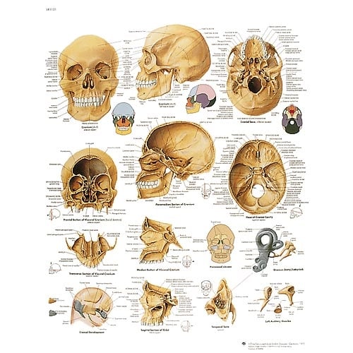3B Scientific Human Skull Wall Chart