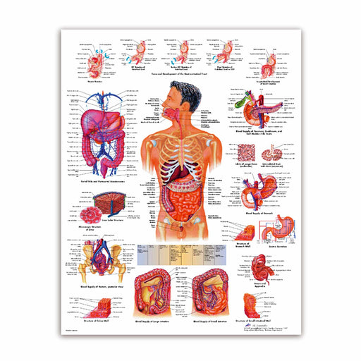 3B Scientific Digestive System Wall Chart