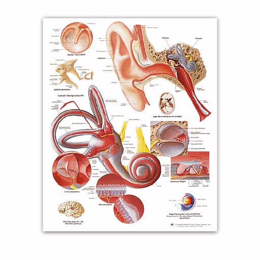 3B Scientific Ear Wall Chart Educational Tear-Resistant
