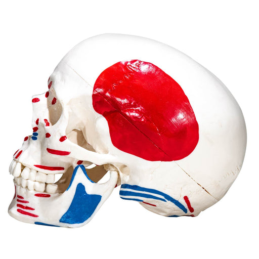 HeineScientific Skull Model with Painted Muscles