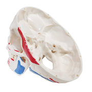HeineScientific Skull Model with Painted Muscles