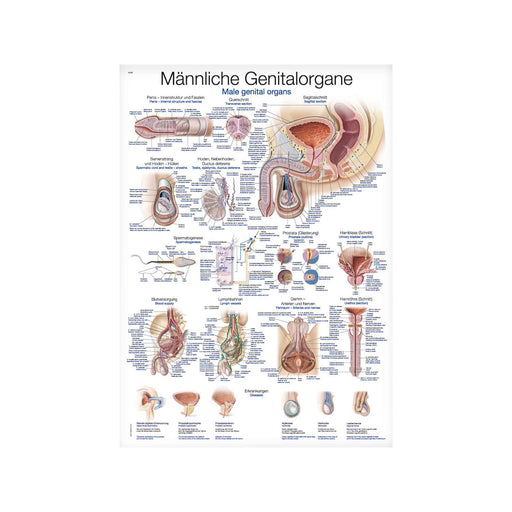 Erler-Zimmer Genital Organs Anatomical Wall Chart