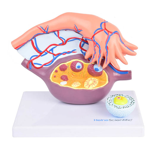 HeineScientific Ovary Model with Follicles