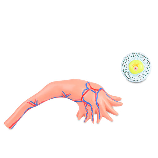 HeineScientific Ovary Model with Follicles