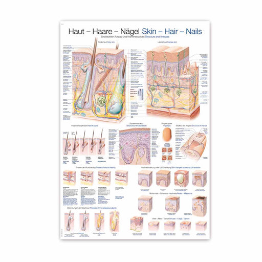 Erler-Zimmer Skin, Hair, Nails Wall Chart