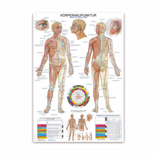 Erler-Zimmer Acupuncture Wall Chart 70x100 cm